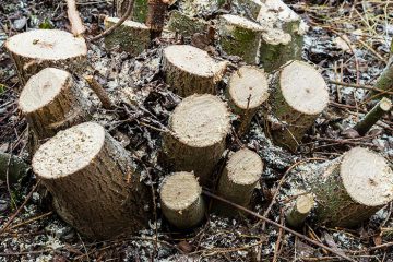 Entreprise abattage arbres Loches | Chevallier Noë